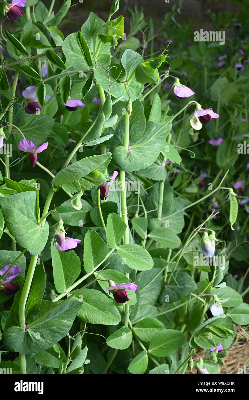 Dun Les pois cultivés comme une culture de couverture, l'ajout d'azote et de matière organique au sol avant le recadrage. Banque D'Images