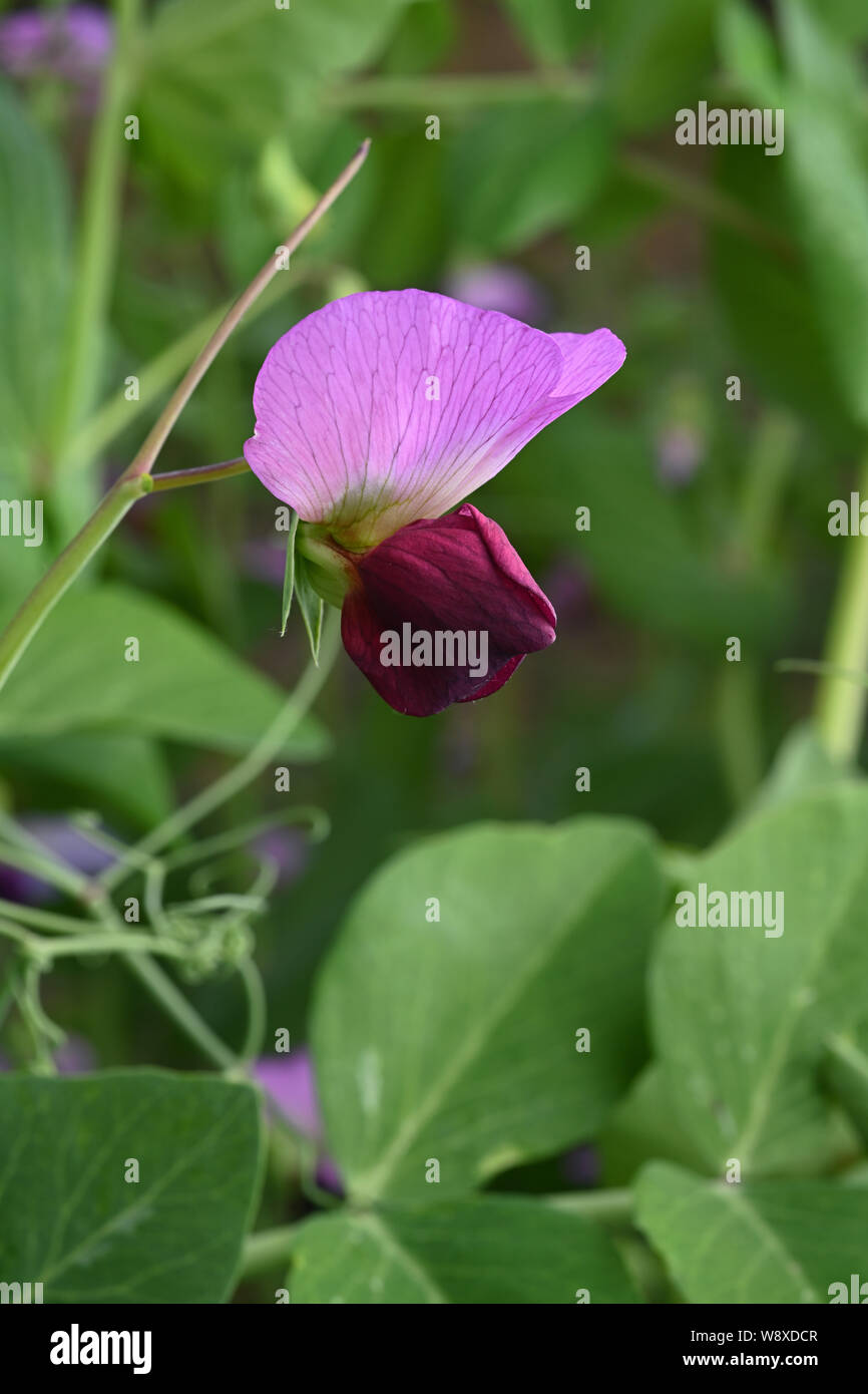 Dun Les pois cultivés comme une culture de couverture, l'ajout d'azote et de matière organique au sol avant le recadrage. Banque D'Images