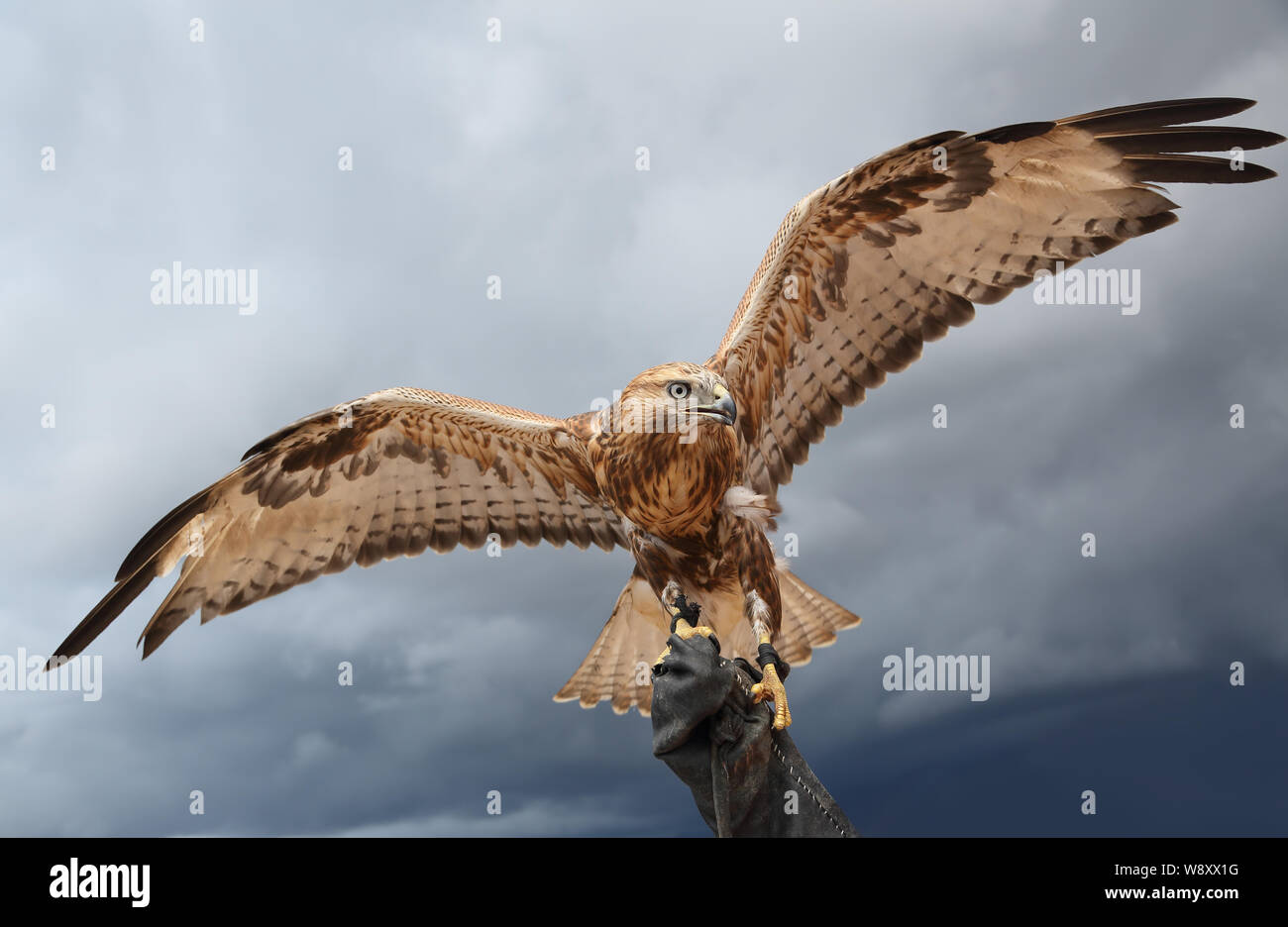 Falcon a propagation des ailes. fond du ciel. La chasse avec des oiseaux de proie est traditionnel pour l'Asie. Banque D'Images