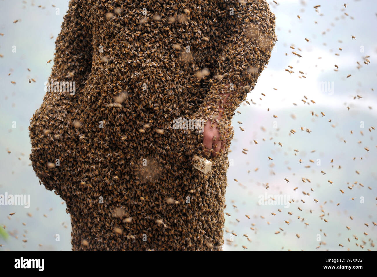 34 ans apiculteur chinois Ping elle transporte des boîtes de reines d'attirer les abeilles pour couvrir son corps lors d'un défi de créer les mondes heavies Banque D'Images