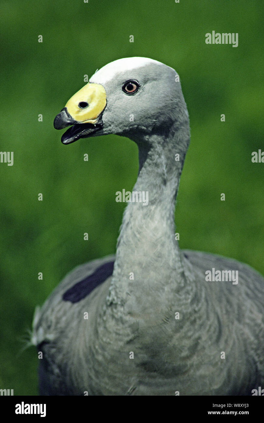 Oies de Cape Barren (Cereopsis novaehollandiae). Portrait, Close up, montrant la cire verte sur la mandibule supérieure de la loi, ce qui donne l'espèce son po Banque D'Images