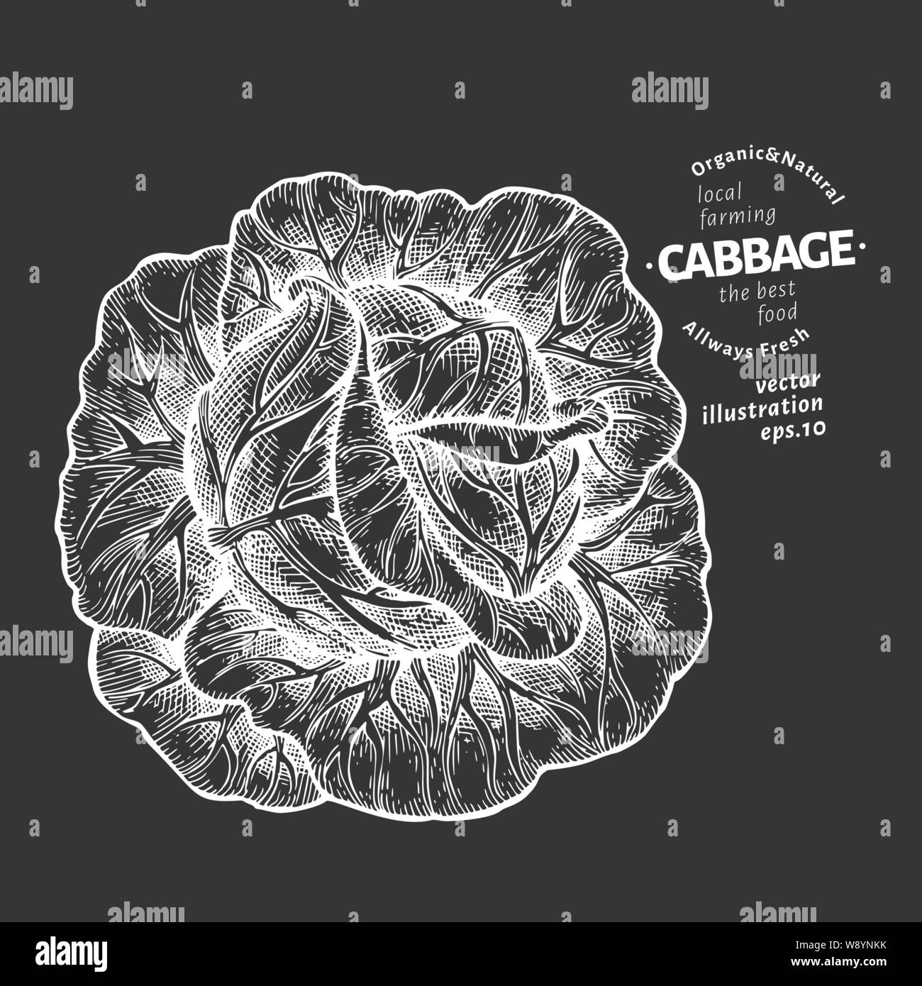 Vector Chou Planche botanique chou Banque d'images vectorielles - Alamy