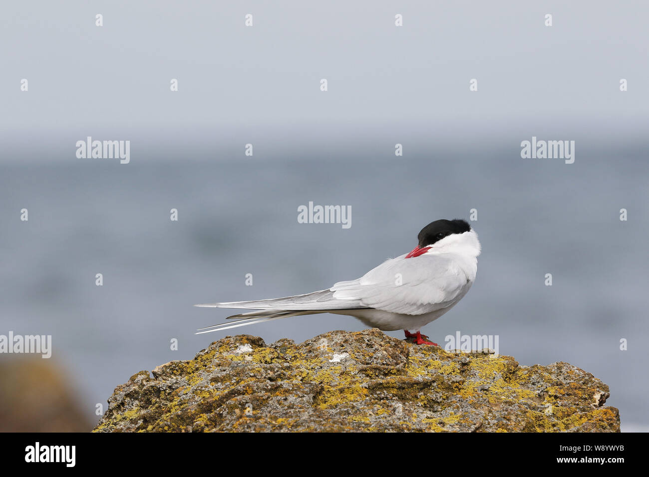 Sterne arctique sterna paradisea sleeping Banque D'Images