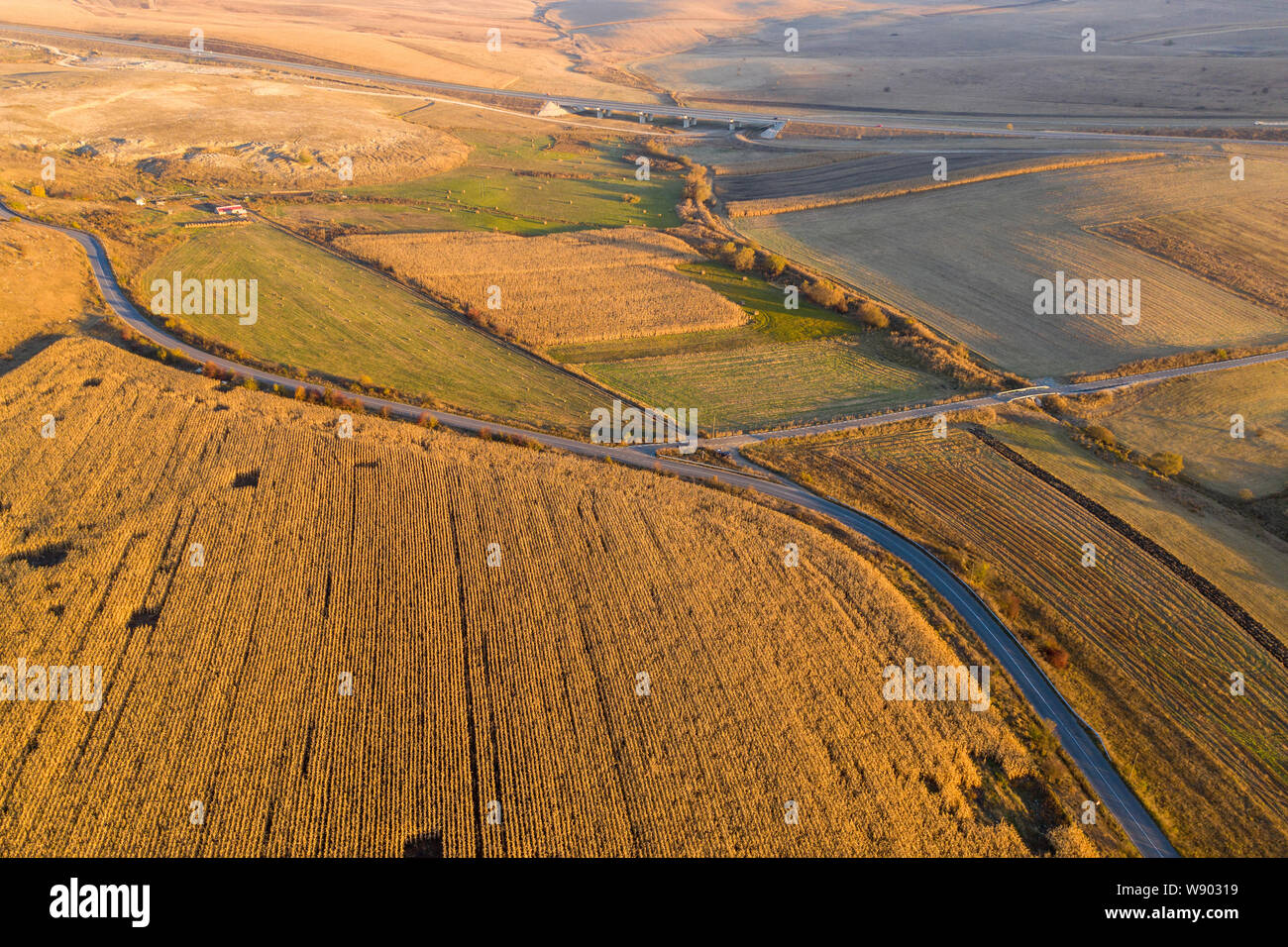 Drone aérien vue de champs de céréales, de blé pendant le coucher du soleil d'or. Modèle agricole Banque D'Images