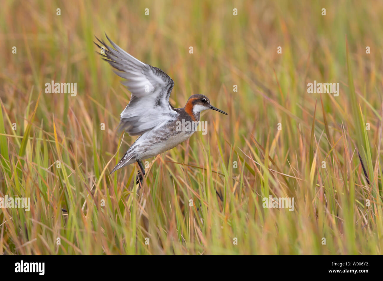 Le Phalarope à Banque D'Images