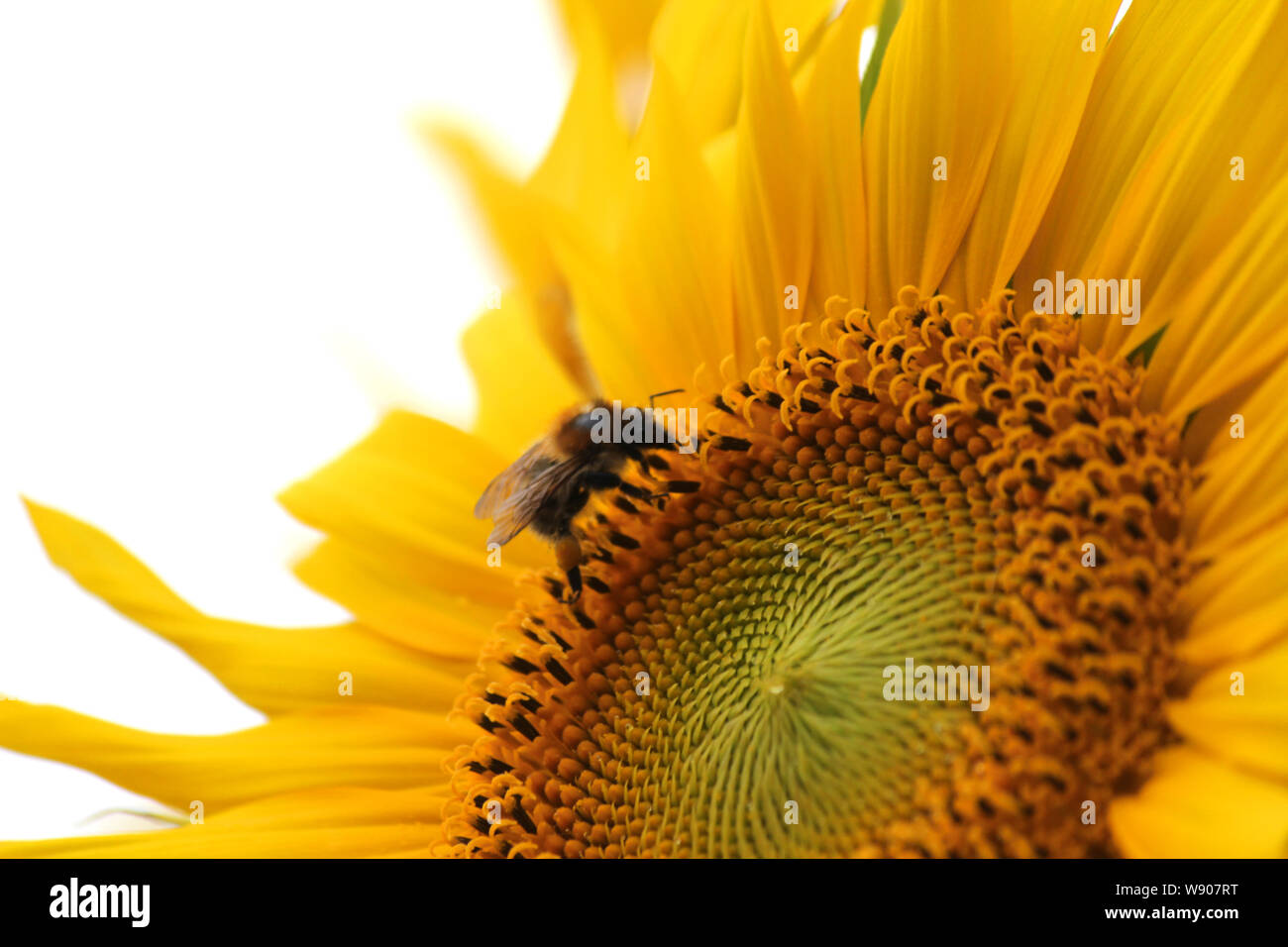 Le tournesol avec un bourdon sur elle Banque D'Images