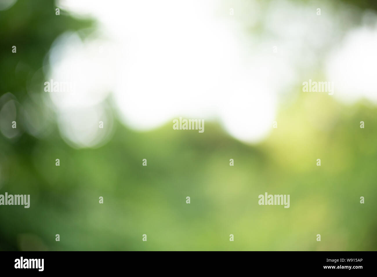 Fond vert flou thème d'été et de la nature Banque D'Images