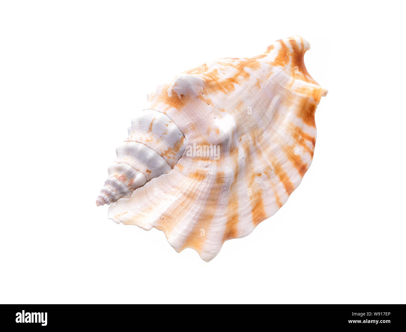 Sea Shell naturelle, le modèle original de la vie marine. Abri de ...