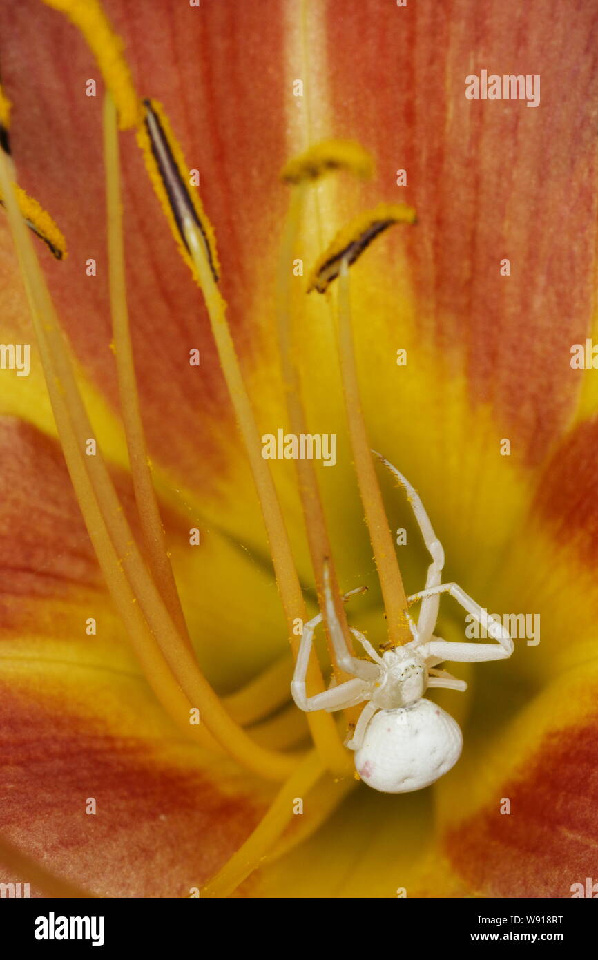Araignée crabe - Misumena vatia fleurs hémérocalles sur Essex, UK DANS001181 Banque D'Images