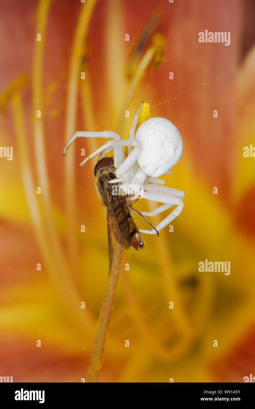 Araignée crabe - sur les hémérocalles fleur avec Hoverfly proie Misumena vatia Essex, UK DANS001186 Banque D'Images