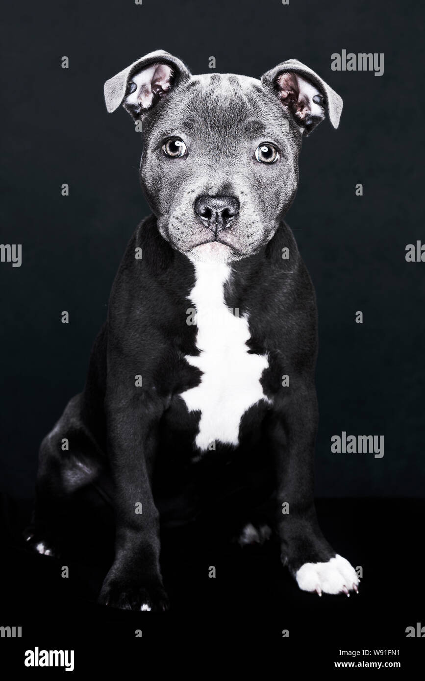 Portrait d'un Staffordshire Terrier bleu Banque D'Images