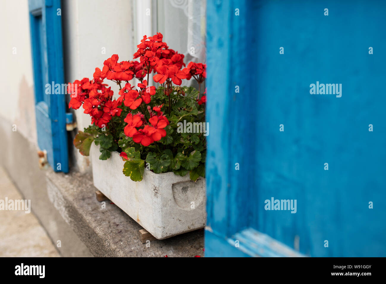 Une fenêtre de dialogue de géraniums sur une maison aux volets bleus à Lavertezzo, un petit village dans la région du Tessin en Suisse. Banque D'Images