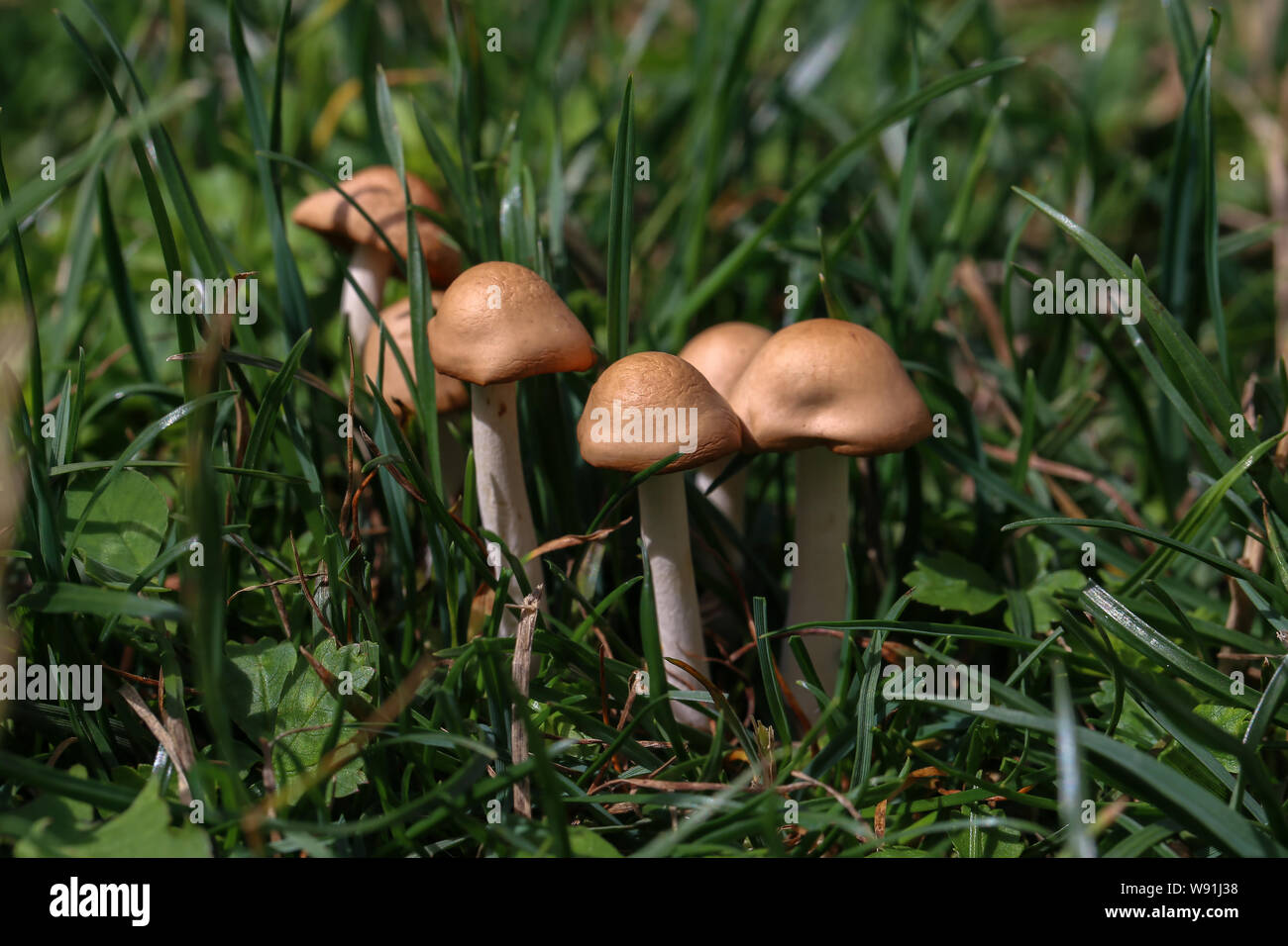 Les champignons. Petits champignons a grandi sur pelouse verte. Banque D'Images