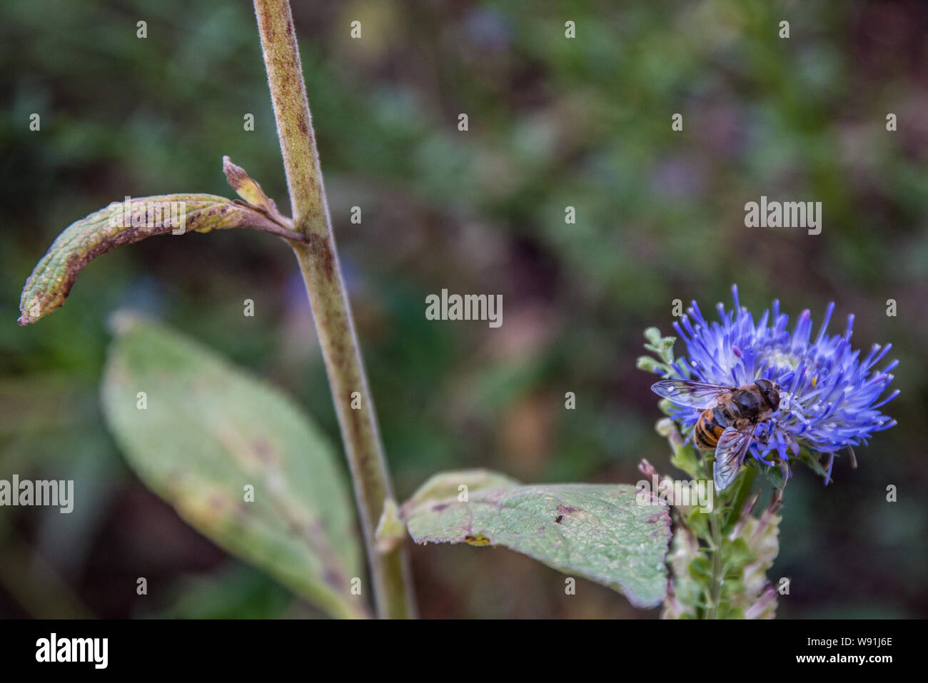 Abeille d’alimentation Banque D'Images