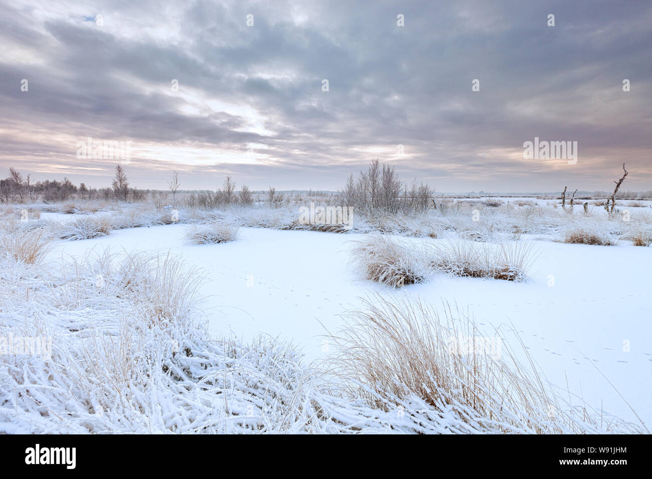 Un paysage d'hiver avec la neige et la glace d'un lac au coucher du soleil avec l'herbe au premier plan et un ciel couvert - Fochterloo, Pays-Bas Banque D'Images