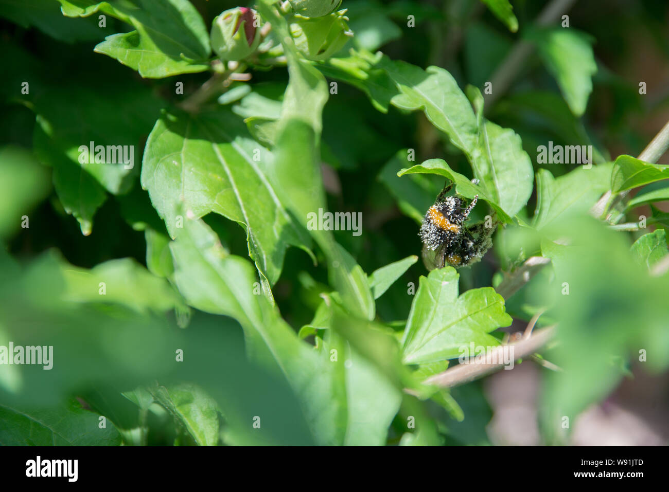 Abeille d’alimentation Banque D'Images