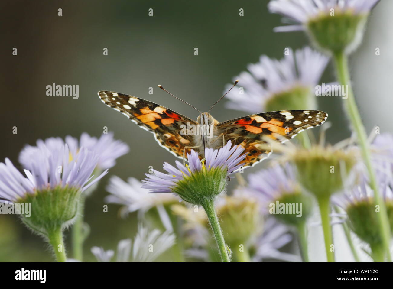 Papillon belle dame - alimentation sur l'Erigeron Daisy Venessa cardui,Essex UK EN001255 Banque D'Images