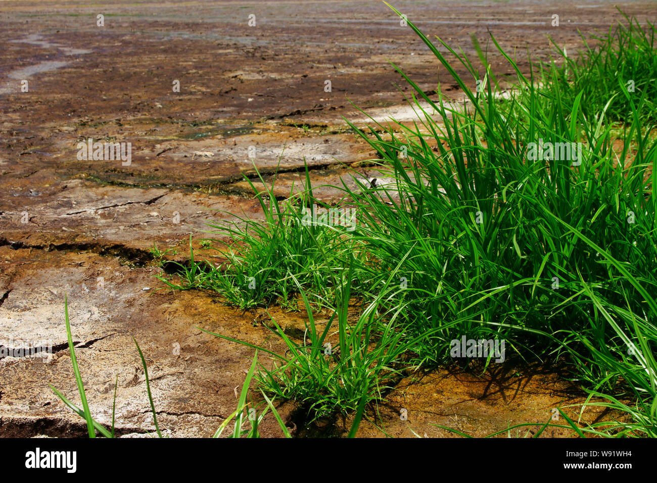 L'herbe verte avec sèche et crevassée brune Fond du sol à basse Angel Banque D'Images