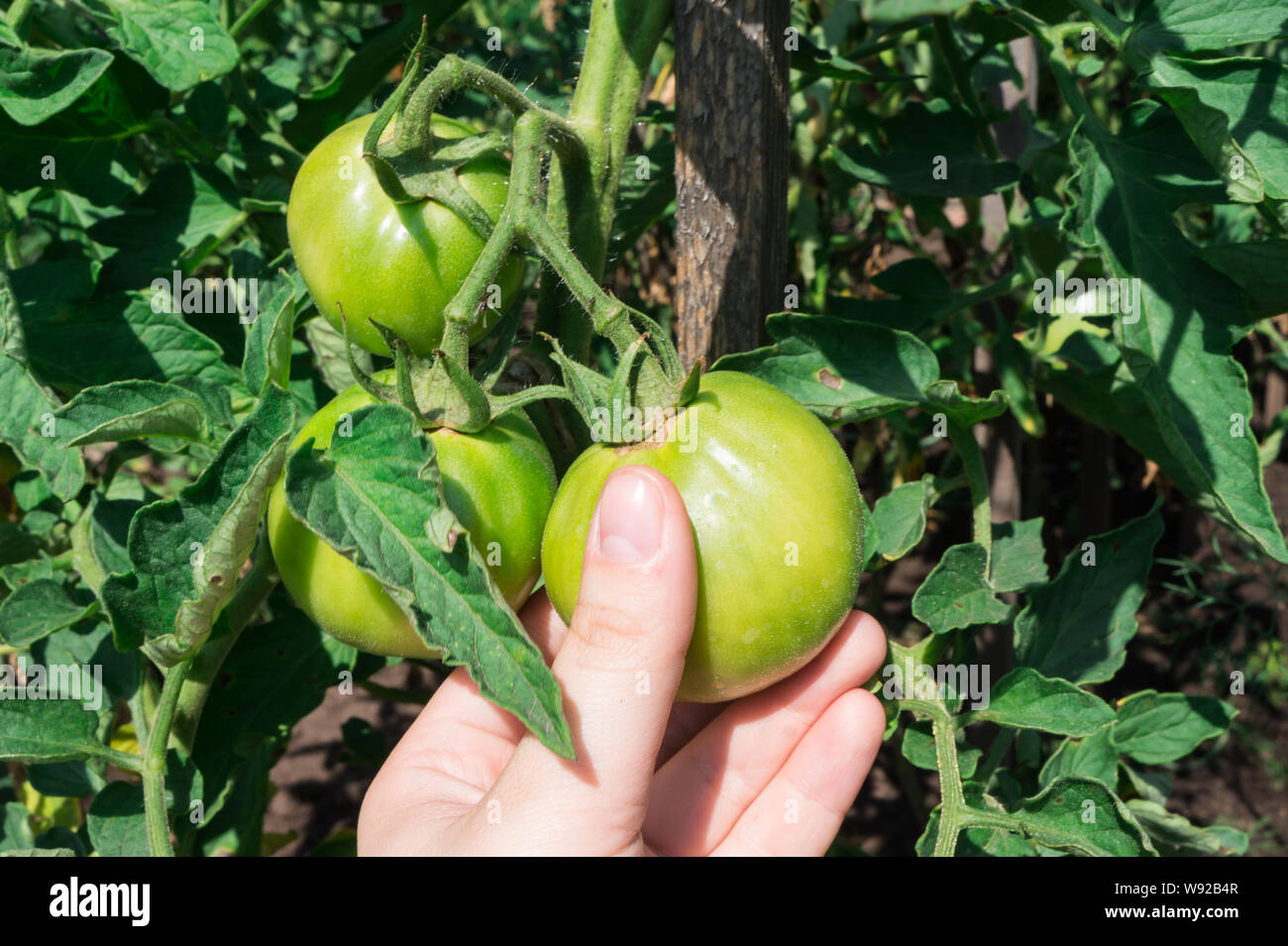 Les tomates vertes vert sur un buisson. La récolte de légumes. Les tomates. Banque D'Images