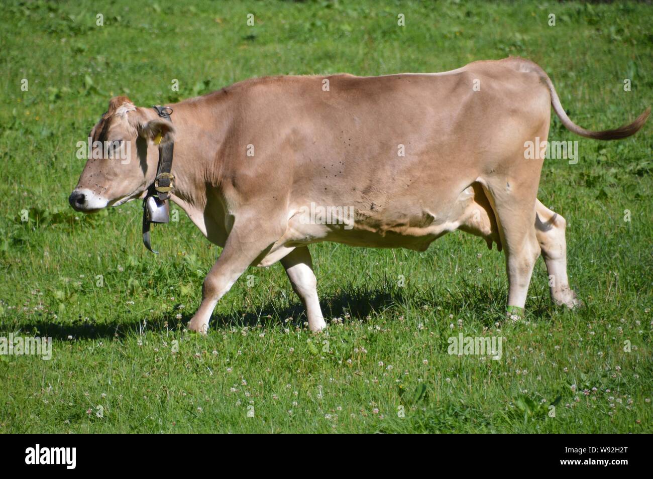 Brown Swiss cow avec bell marcher sur le pré Banque D'Images