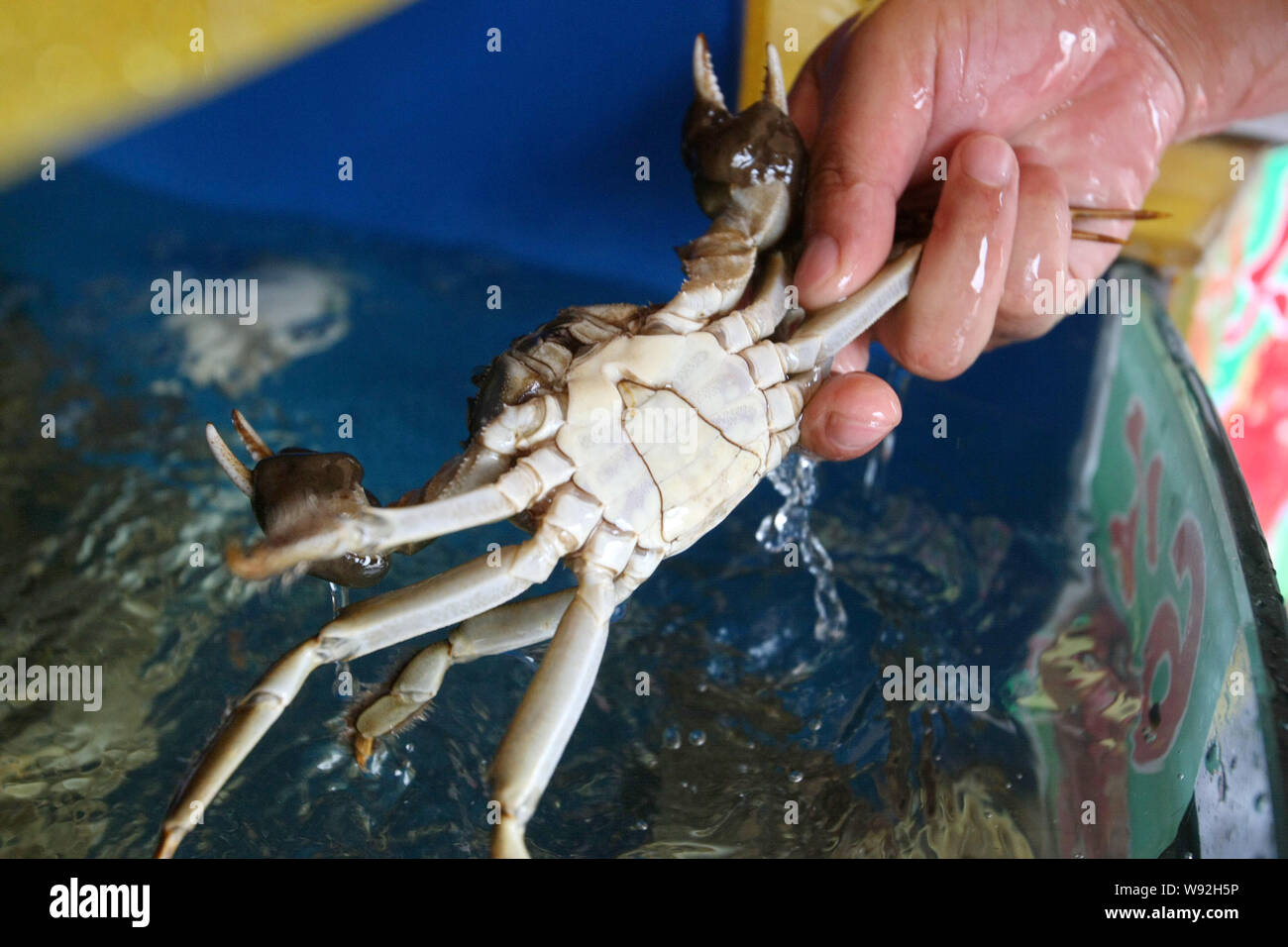 --FILE--un vendeur chinois montre un homme crabe velu à un marché de produits aquatiques à Shanghai, Chine, le 9 octobre 2013. Les crabes poilus gratuit utilisé pour être l'un des Banque D'Images