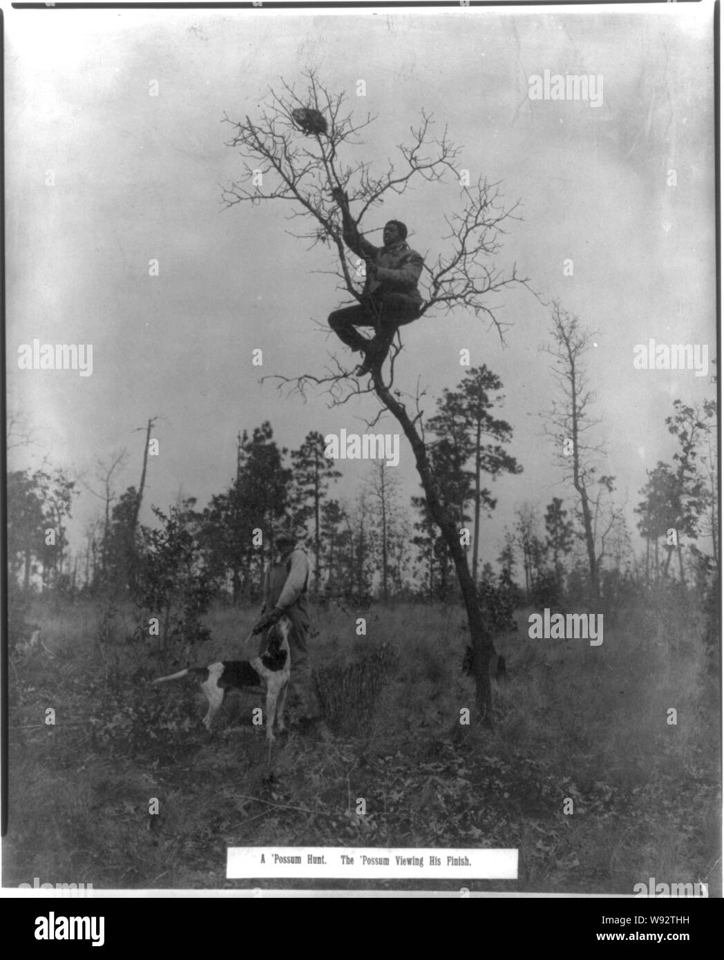 Un possum hunt. La finition de son affichage possum Banque D'Images