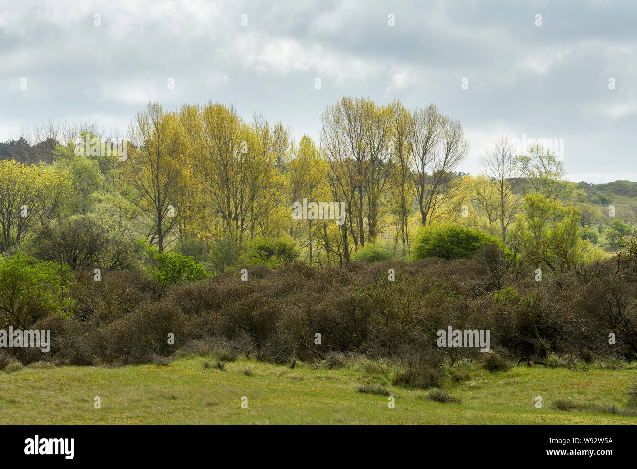 Aux Pays-Bas. Avril 2018. Sur l'écosystème des dunes de la côte nord de l'Hollande. Banque D'Images