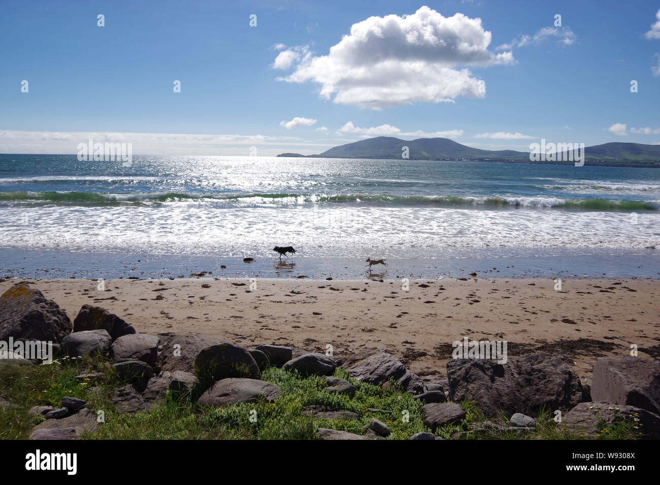 Chiens sur plage de Waterville, Irlande Banque D'Images