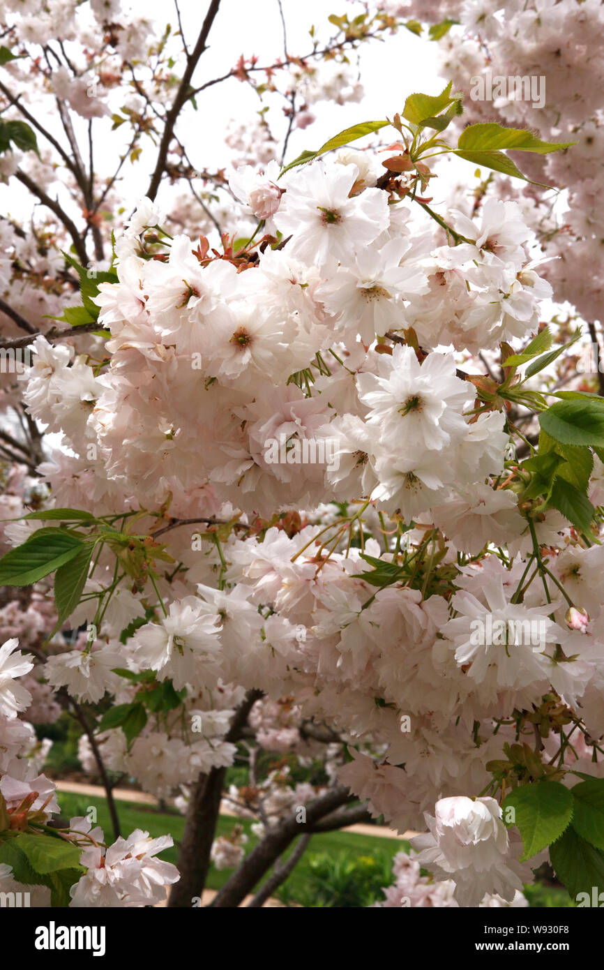 PRUNUS SHOGETSU. Cerisier d'ornement Banque D'Images