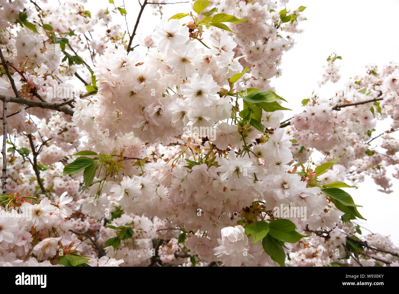 PRUNUS SHOGETSU. Cerisier d'ornement Banque D'Images