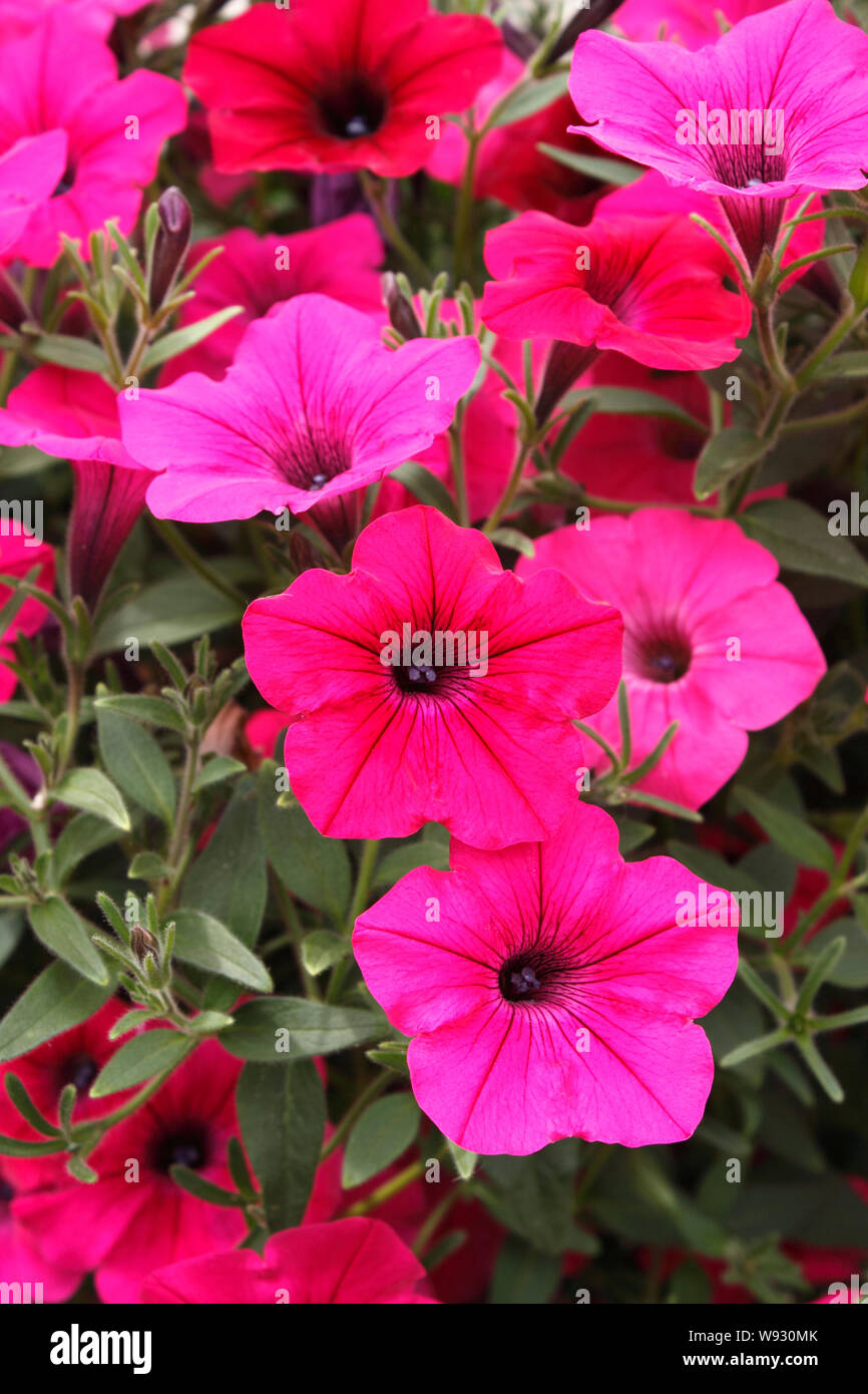 Pétunia VAGUE FACILE Banque D'Images