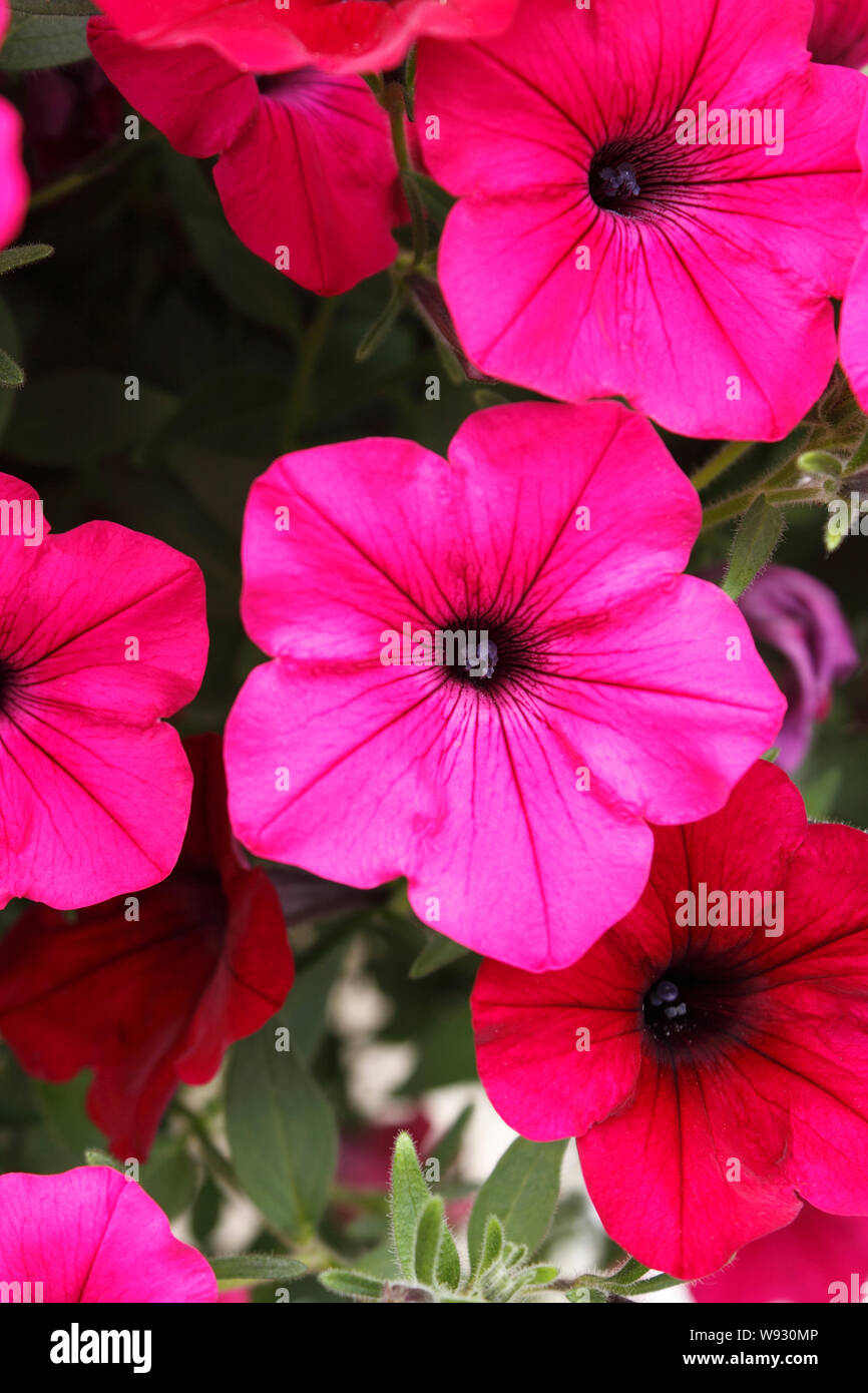 Pétunia VAGUE FACILE Banque D'Images