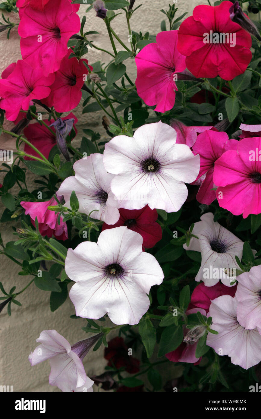 Pétunia VAGUE FACILE Banque D'Images