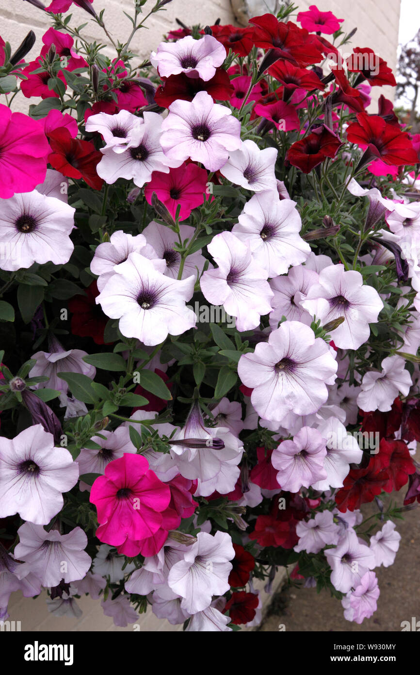 Pétunia VAGUE FACILE Banque D'Images