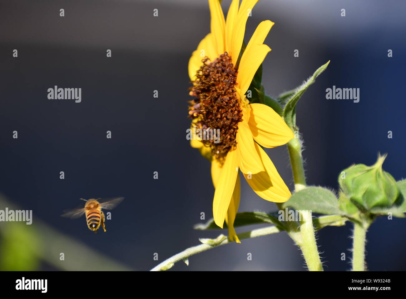 Visitant l'Abeille un tournesol Banque D'Images