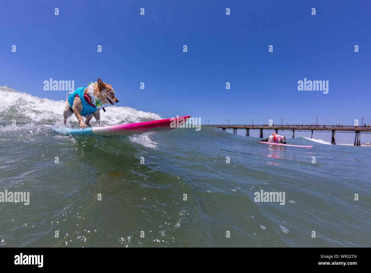 Imperial Beach, CA, USA. 10 août, 2019. Les propriétaires et leurs chiens s'est avéré une fois de plus de frapper le surf à la 14e conférence annuelle de l'Imperial Beach Surf Chien Concours.où le fearless surFURs sauter sur leurs conseils et accrocher 20 juste à côté de la jetée de l'IB !.vu ici Skyler Crédit : Daren Fentiman/ZUMA/Alamy Fil Live News Banque D'Images