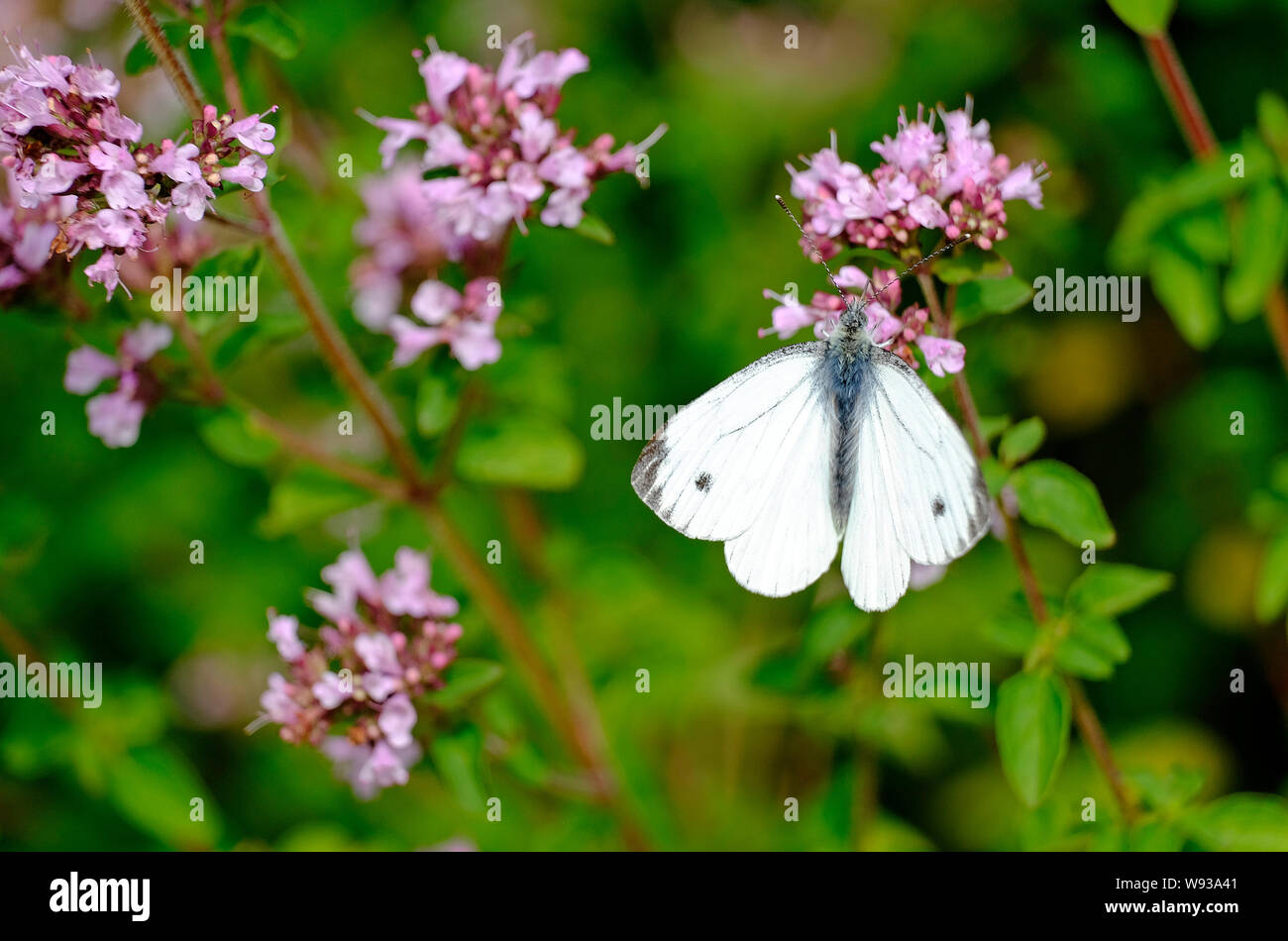 Papillon blanc du chou dans un jardin d'été, North Norfolk, Angleterre Banque D'Images