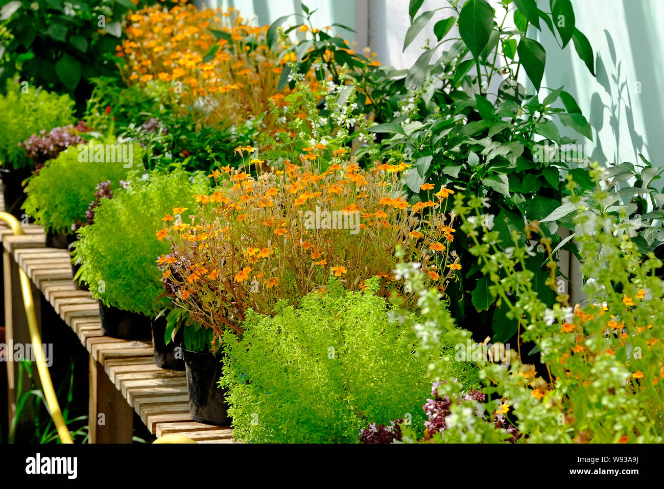 Les plantes en pot dans la grande serre, North Norfolk, Angleterre Banque D'Images