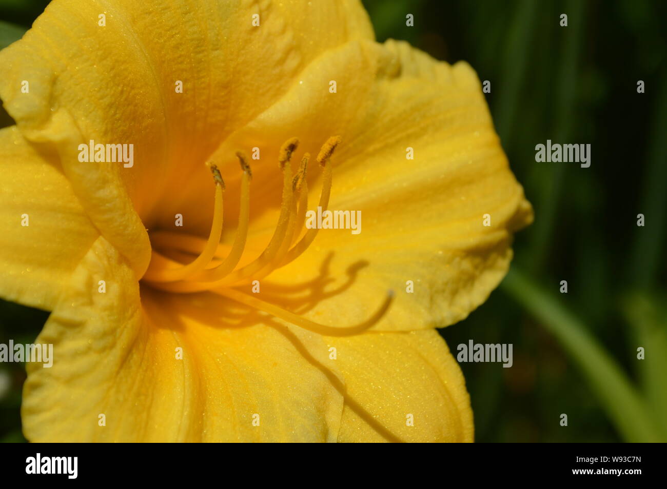 Jardin fleur de lys jaune jour capturé dans la lumière du soleil. Le nom botanique de cette fleur est Hemerocallis lilioasphodelus. Banque D'Images