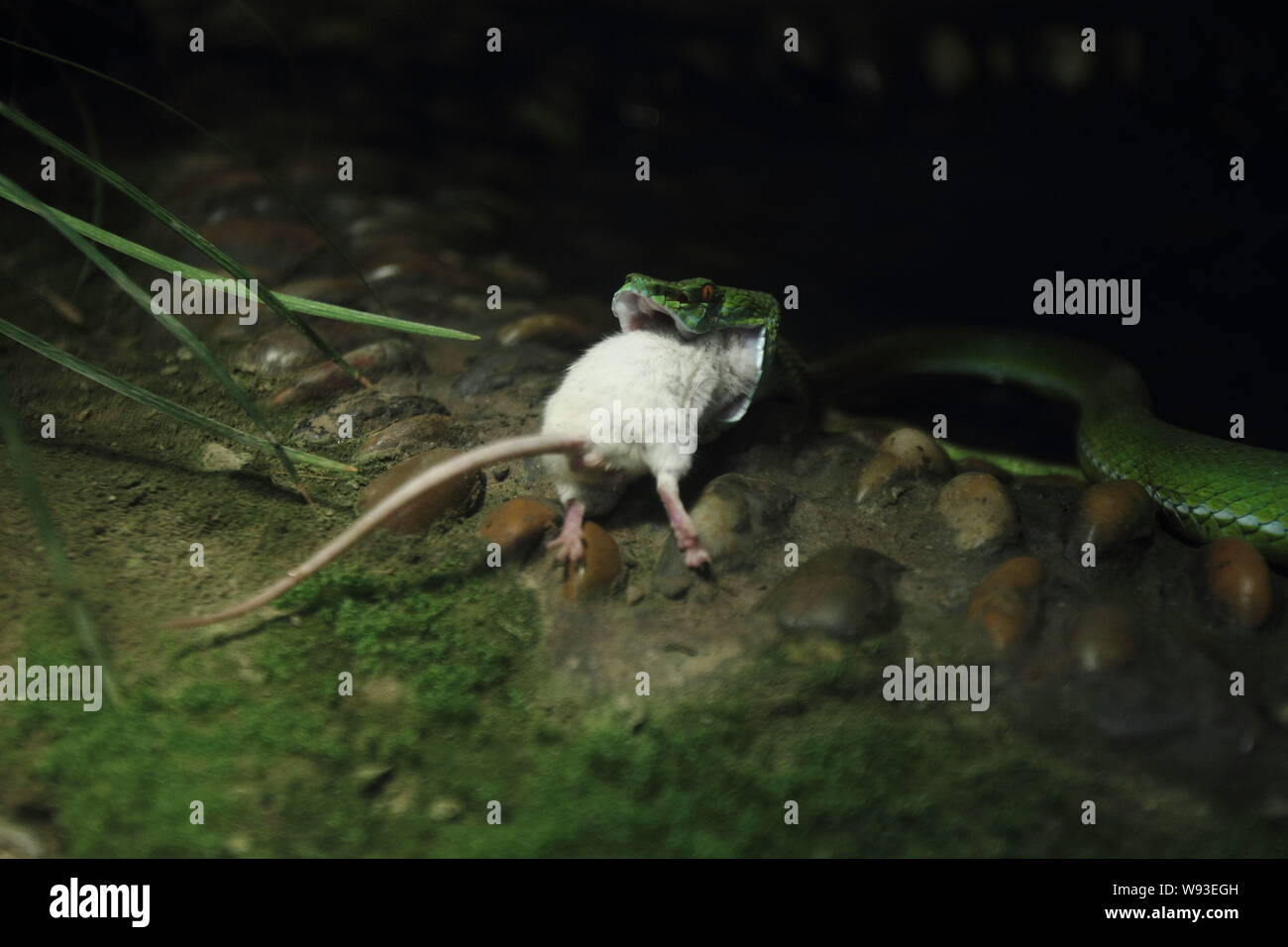 Une vipère est d'avaler une souris blanche il a fait au Zoo de Hangzhou Hangzhou city, province de Zhejiang, Chine de l'est 5 mars 2013. Membre du personnel d'Hangzho Banque D'Images