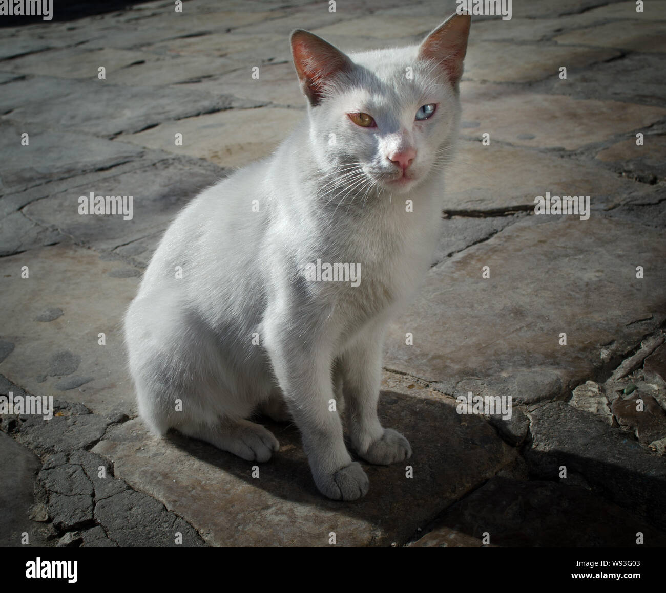 Stray Cat blanc avec différentes couleur des yeux. Banque D'Images