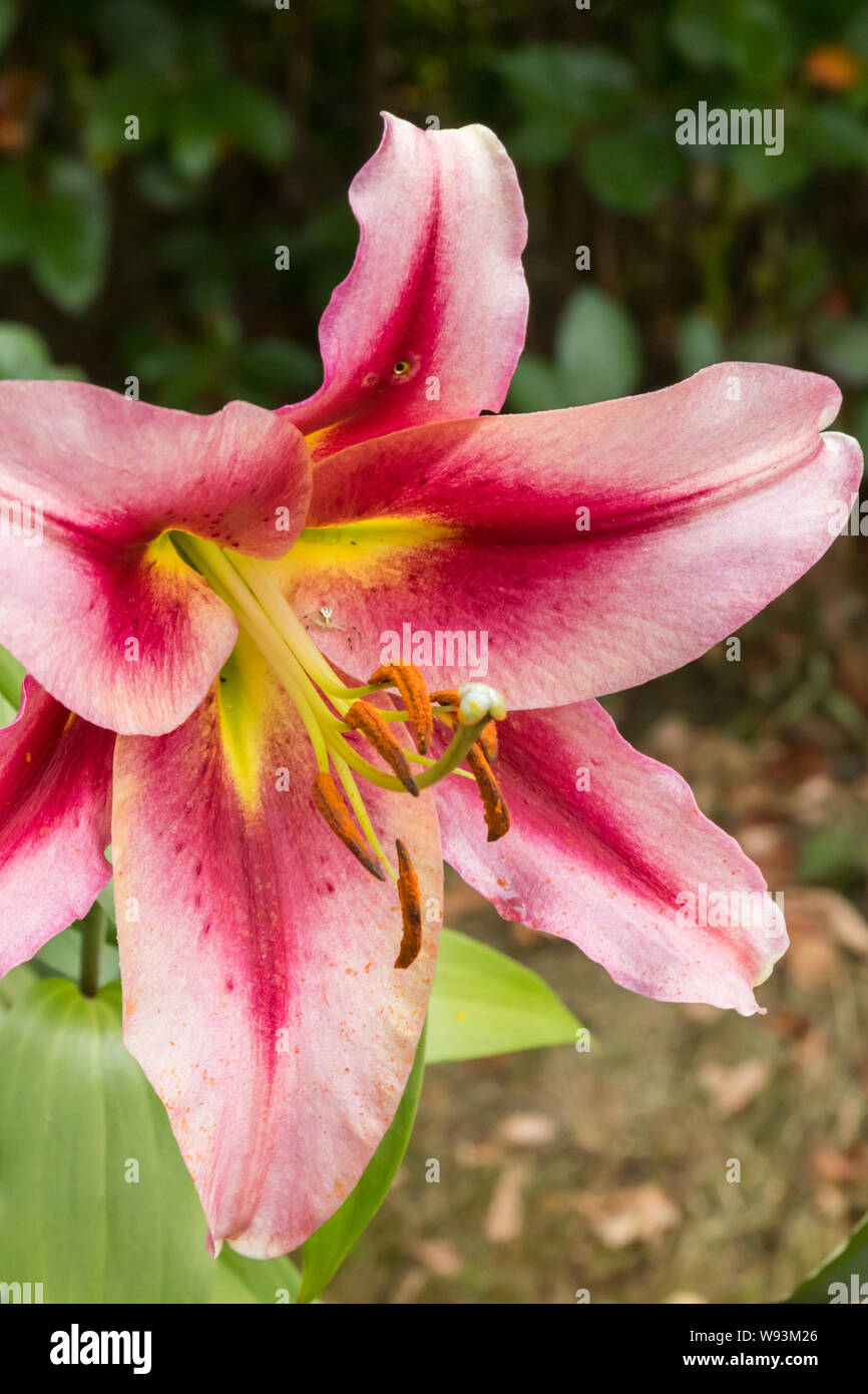 Rose magnifique jardin d'été à Anastasia lilium Banque D'Images