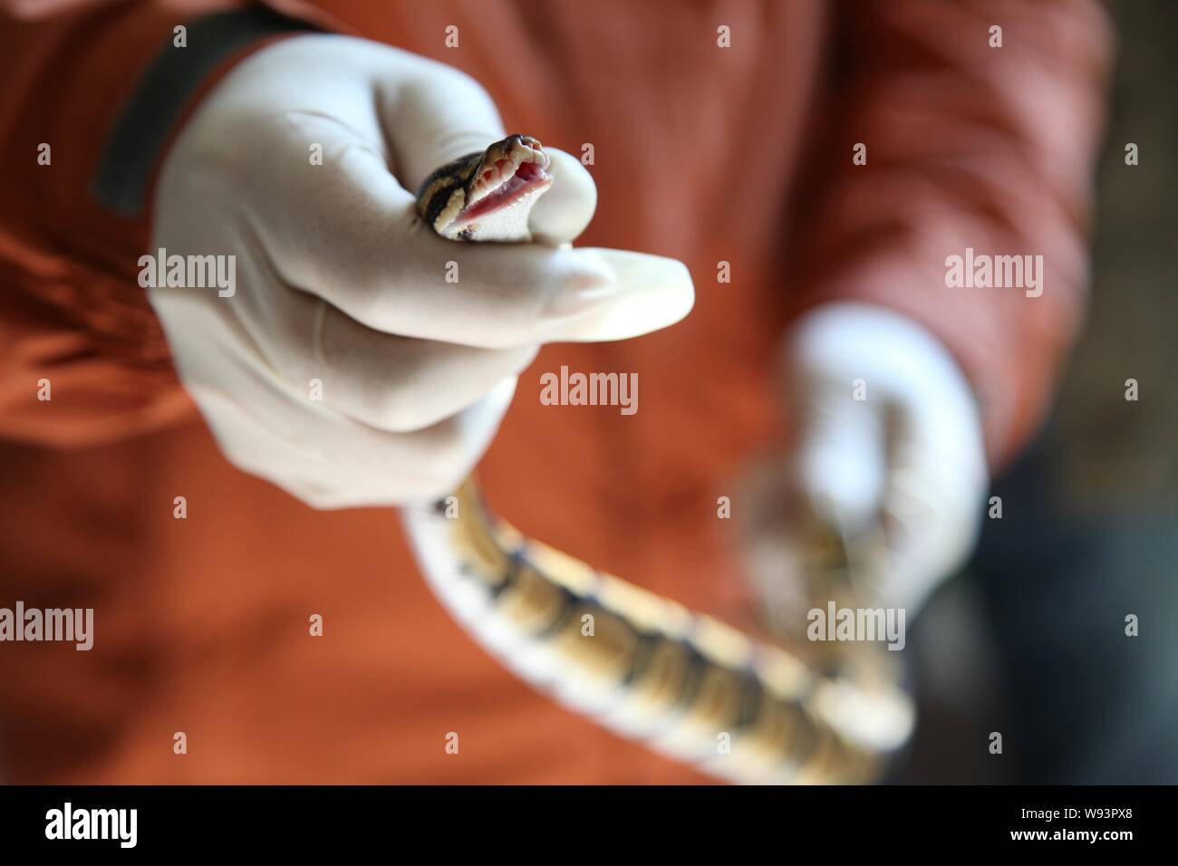 Dans ce document de cours photo publié le 13 novembre 2013, un agent de douanes de Shanghai montre un des 121 ball pythons en contrebande par un Chinois passeng Banque D'Images