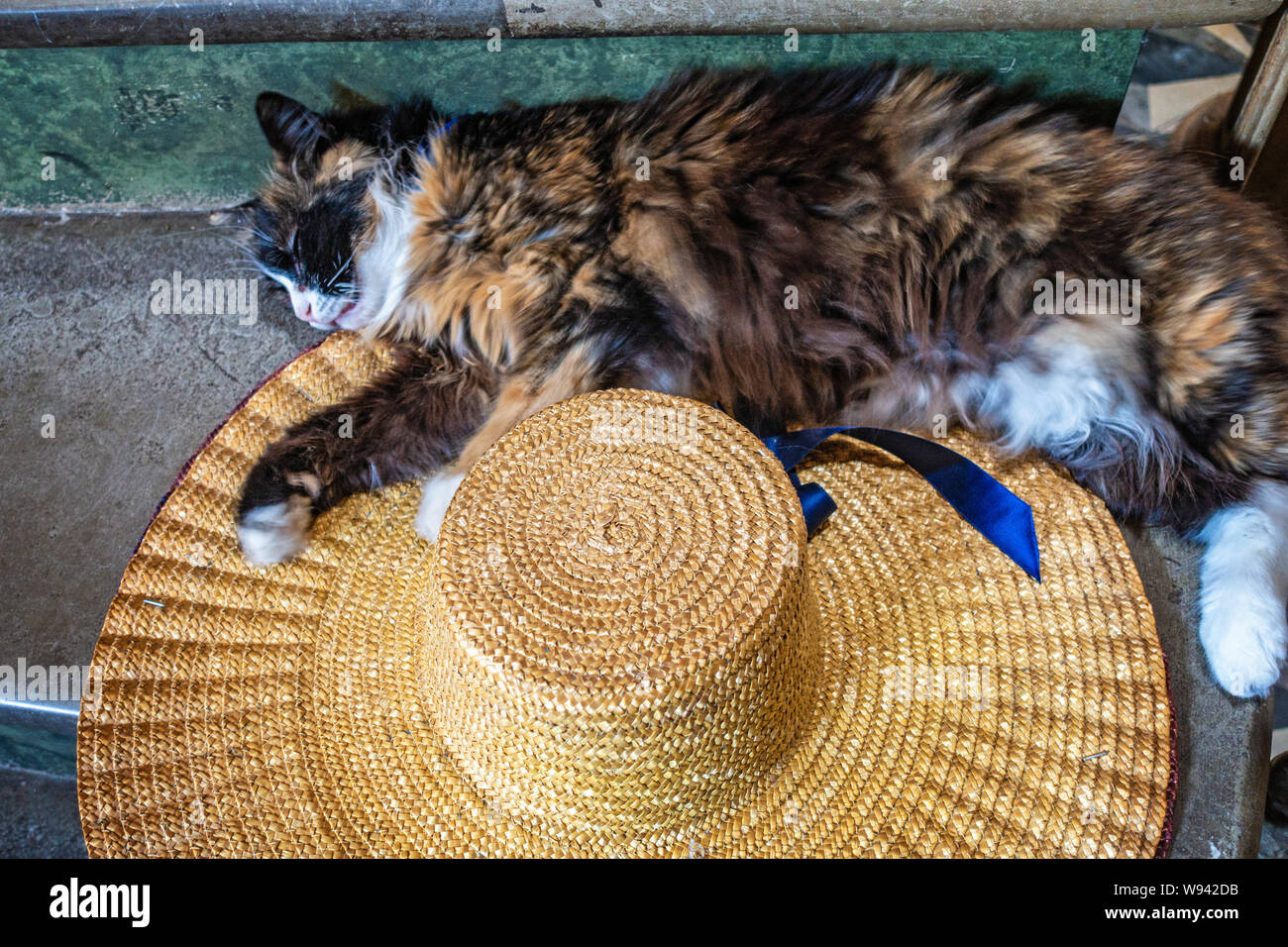 Sleeping cat on a Womans straw hat Banque D'Images
