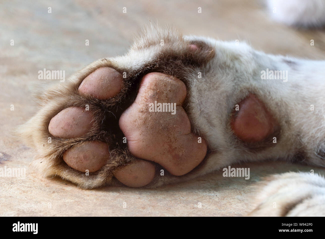 Détails sur White Tiger Paw (Panthera tigris) Banque D'Images