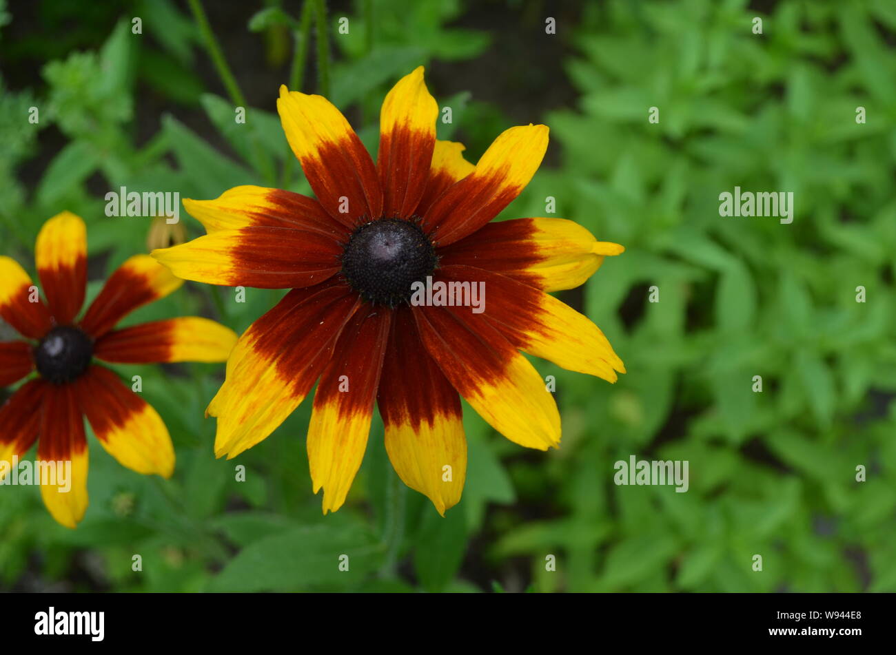 L'été en Nouvelle-Écosse : Black-Eyes Susan (Rudbeckia hirta) Flower Banque D'Images
