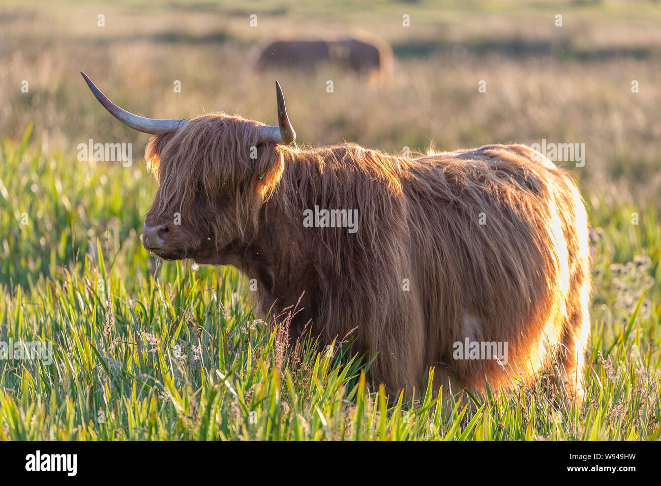 Vache Highland cattle fourrure pelucheuse cheveux face bull cornes d'animaux d'élevage Banque D'Images