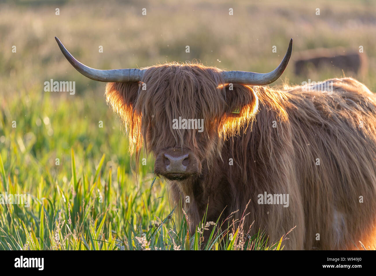 Vache Highland cattle fourrure pelucheuse cheveux face bull cornes d'animaux d'élevage Banque D'Images