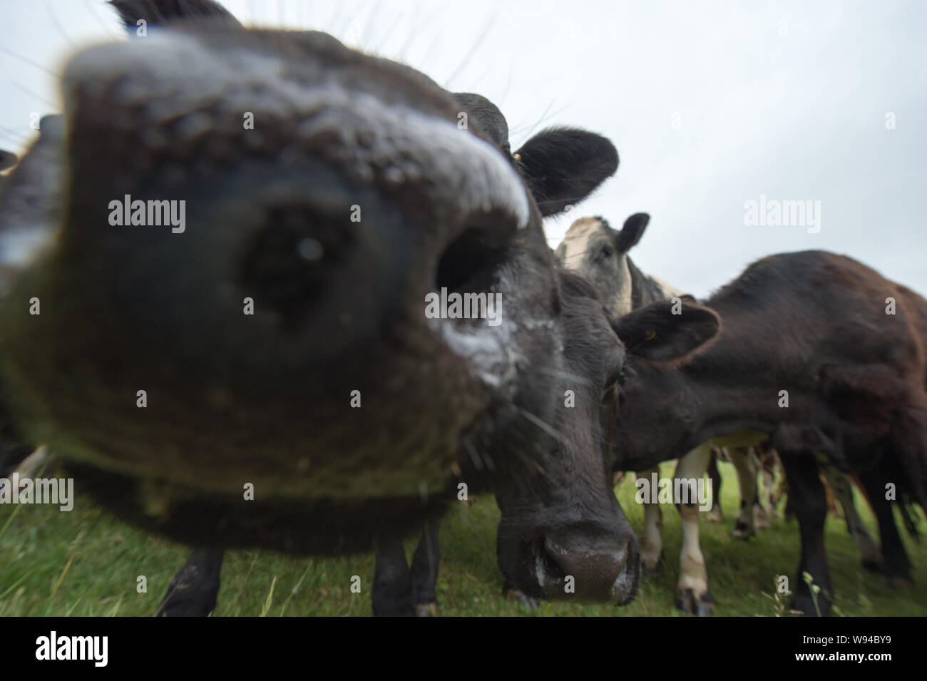 Des vaches pourrait annoncer une nouvelle industrie. Crédit : Colin Fisher/CDFIMAGES.COM/ALAMY Banque D'Images