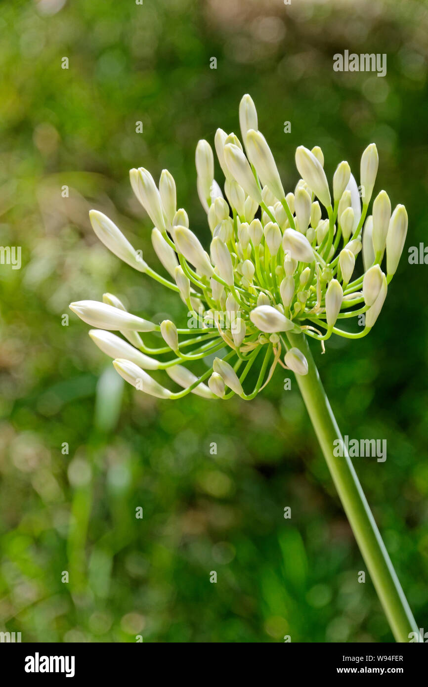 Stade précoce Agapanthus fleur. Banque D'Images